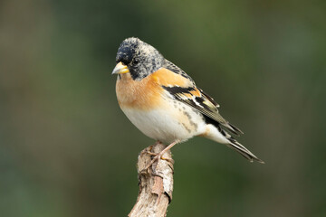 Bergfink (Fringilla montifringilla)