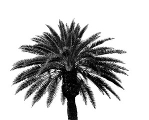 A palm tree, leaves and plant growth in nature found at a tropical beach or island on a summer holiday. Ecology, sustainability and a natural environment on an isolated png or cut out background