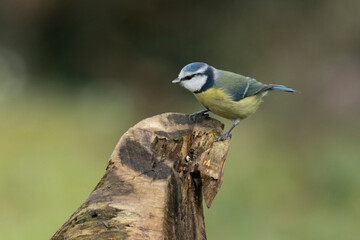 Blaumeise (Cyanistes caeruleu)