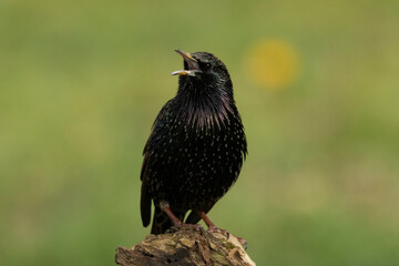 Fototapeta premium Star (Sturnus vulgaris)