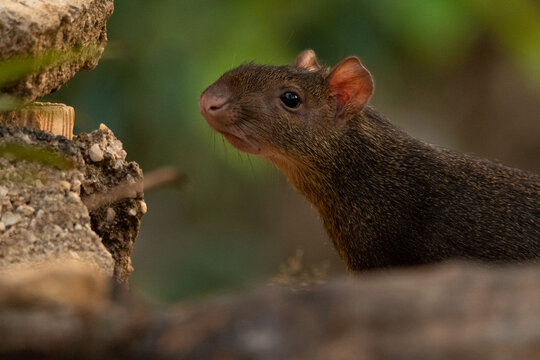 Picure (Dasyprocta fuliginosa)