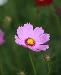 Obraz premium little bee with flowers in the park
