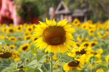 Fototapeta premium little bee with flowers in the park