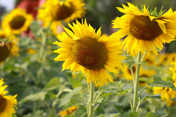 Naklejka premium little bee with flowers in the park