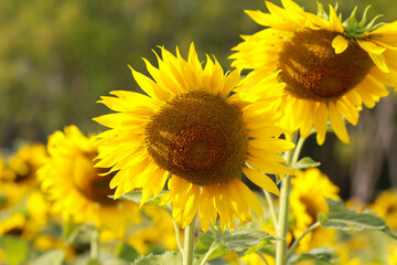 Fototapeta premium little bee with flowers in the park