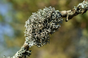 Amas de lichen sur une branche. Champignon lichénisé dans son milieu naturel.