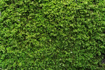 Tapis de mousse végétale verte. Texture mousseuse verdâtre dans une forêt. © Nicolaspetitfrère