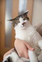 猫を抱く人　キジトラ白