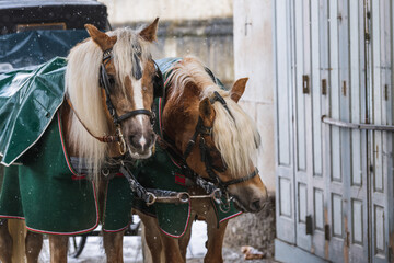 Obraz premium Fiaker horses standing in snowy weather covered with blankets waiting for customers - Salzburg, Austria