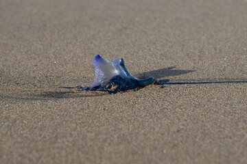 Beautiful type of jelly fish