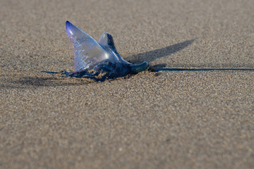 Beautiful type of jelly fish