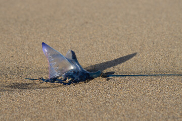 Beautiful type of jelly fish