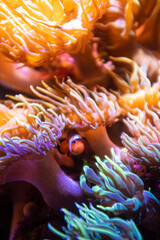 Fototapeta na wymiar Cute lonely tropical clownfish swimming underwater hiding on an anemone
