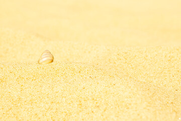 Close-up of clean sand on the beach with a sea shell. Background with golden sand on the coast.