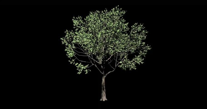 3d loop animation of a 4 season tree changing seasons spring summer fall and winter