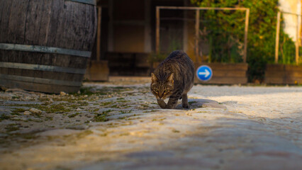 Vue rapprochée d'un chat tigré européen, dans le village de Labastide d'Armagnac - obrazy, fototapety, plakaty