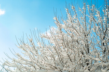 Snow-covered treetops with branches against a blue sky. Winter landscape.