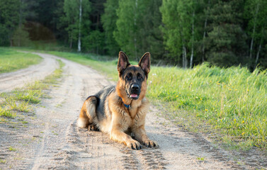 A large shepherd dog lies on the sand in a full-face, against the background of the forest and...