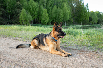 A beautiful shepherd dog lies on the sand, side view, against the background of the forest and fields.