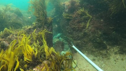 Action cam shot underwater following fish among sea weed off the coast of Australia.