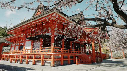 The cherry blossoms are blooming in the Shinto shrine against the spring sunshine. 3d illustration rendering - obrazy, fototapety, plakaty
