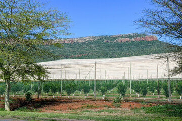 Agricultural field on the state of Mpumalanga in South Africa
