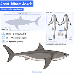 Great white sharks infographic
