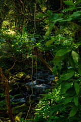 Creek running between trees and rocks in the middle of the Ilhabela forest