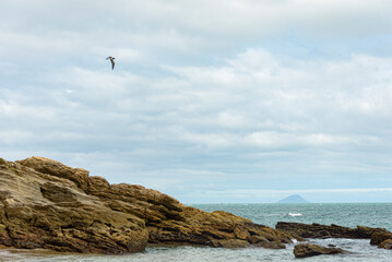 Seagull flying over rocky beach on cloudy day, sky covered with clouds. Ilhabela, Sao Paulo