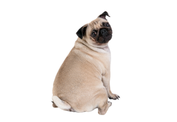 Pug dog isolated on white t background