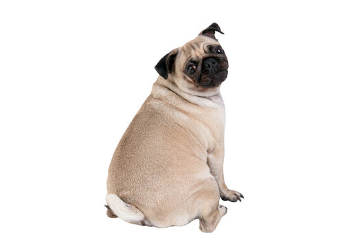 Pug dog isolated on white t background