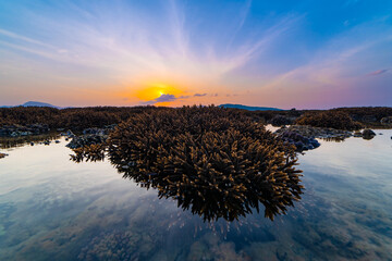 Beautiful sunset or sunrise seascape amazing cloud at sunrise light above the coral reef in Rawai sea Phuket Severe low tide corals growing in the shallows,Staghorn coral reef