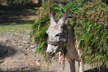 A donkey in Swat valley of Himalayas, Pakistan