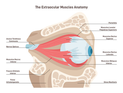 Human eye extraocular muscles. Eyes muscles governing the movements