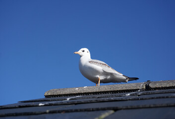 Obraz premium gull bird standing on rooftop. A white and grey seagull standing on coastal building 