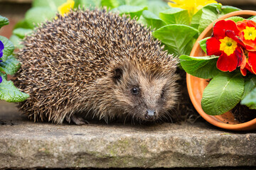 Hedgehog in springtime, wild, free roaming hedgehog, taken from within a wildlife hide to monitor the health and population of this favourite but declining mammal, copy space