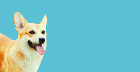 Portrait of happy dog Welsh Corgi Pembroke on blue background, blank copy space