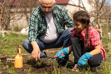 Fototapeta premium gardening, grandfather and granddaughter in the garden