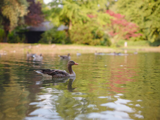 cute ducks on the pond in the Englischer Garten park, Munich, Germany. Summer travel to Europe