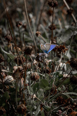 little butterfly in the grass