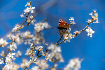 butterfly spring at a flowering tree