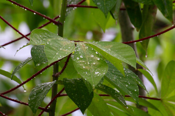 During the rain. Raindrops on a leaf of a tropical plant.