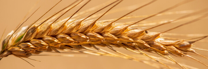 grain in a field before harvest