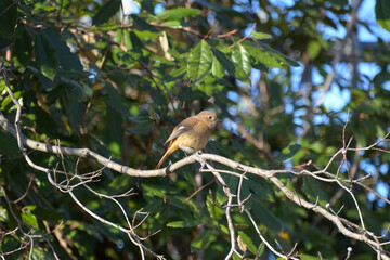 葉っぱが散った枝にとまり、木漏れ日に照らされた雌のジョウビタキ