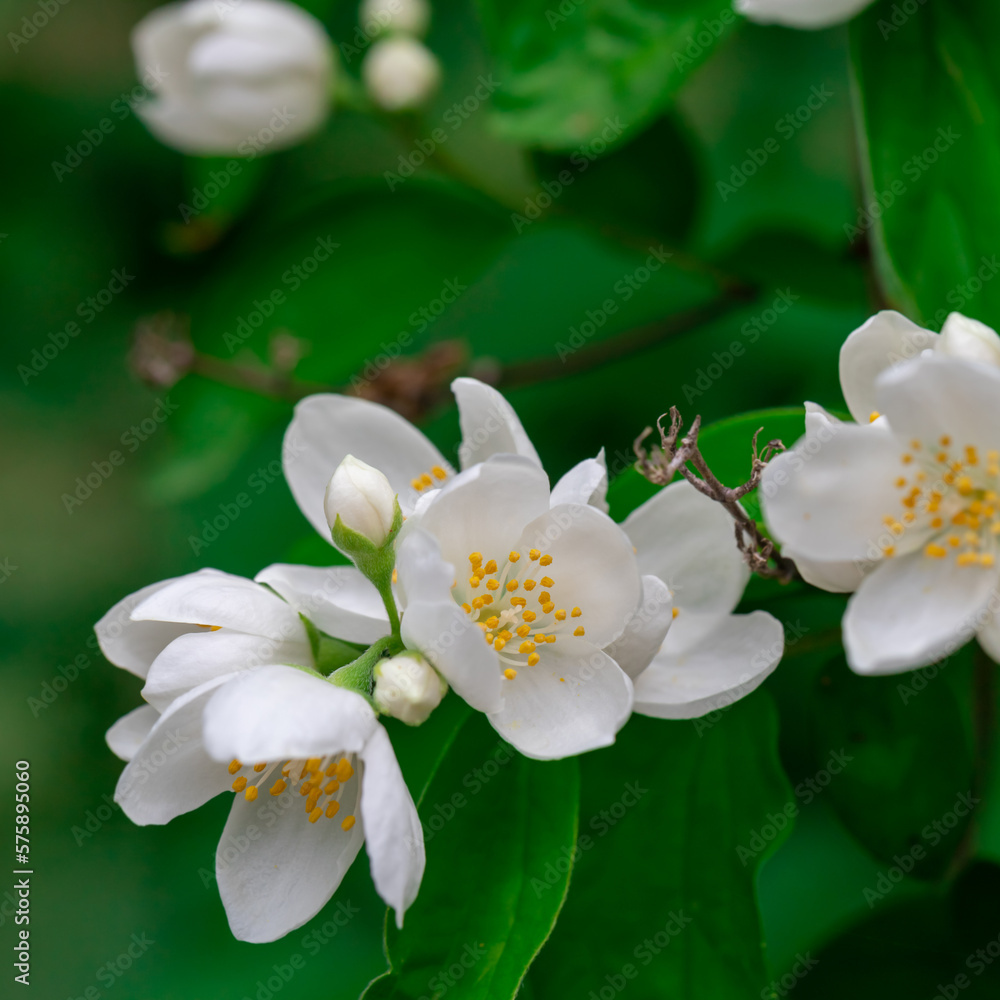 Wall mural Close up of jasmine flowers in a garden.