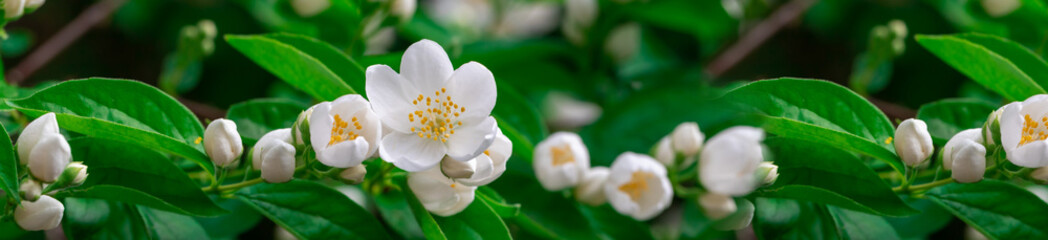 Panorama of white jasmine flowers on a background of green leaves.