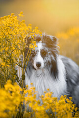 dog on the meadow