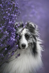 dog and lavender