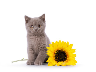 Cute lilac British Shorthair cat kitten, sitting with fake yellow sunflower. Looking straight to...