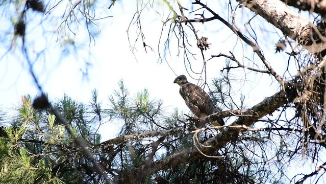 Young common buzzard is sitting on a tree and calls